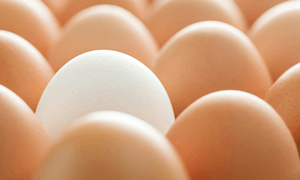 Background of whole chicken eggs in rows